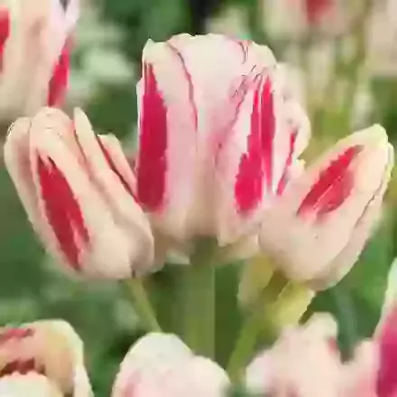 Candy Club